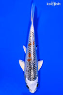 5.75" KUJAKU