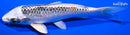 5.75" KUJAKU