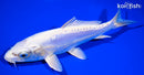8.25" DOITSU PLATINUM OGON