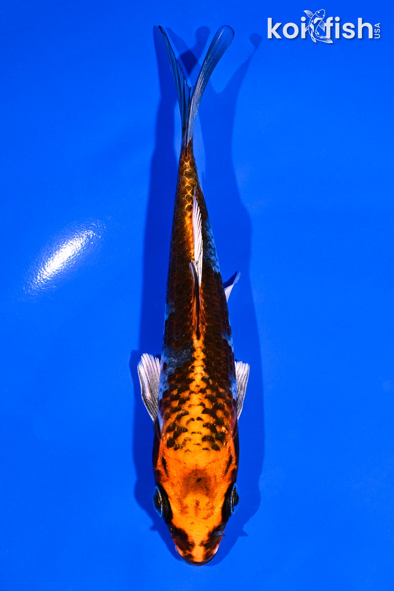 5.25" BENI GINGA