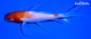 5.5" KOHAKU BUTTERFLY