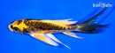 4.5" KIN KIKOKURYU BUTTERFLY