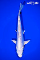 8.25" DOITSU PLATINUM OGON