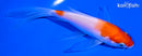 5.5" KOHAKU BUTTERFLY
