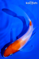 5.5" KOHAKU BUTTERFLY