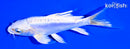 5.25" DOITSU PLATINUM OGON BUTTERFLY
