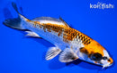 7.5" KUJAKU