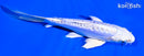 5.25" DOITSU PLATINUM OGON BUTTERFLY