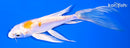 4.75" DOITSU LEMON HARIWAKE BUTTERFLY