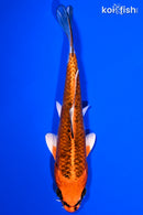 5.5" KUJAKU
