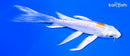 4.75" DOITSU LEMON HARIWAKE BUTTERFLY