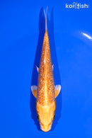 5.75" GINRIN ORENJI OGON