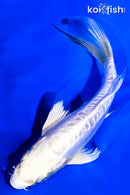 5.25" DOITSU PLATINUM OGON BUTTERFLY