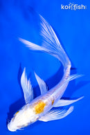 4.75" DOITSU LEMON HARIWAKE BUTTERFLY