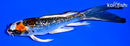 5.75" GINRIN KUJAKU BUTTERFLY
