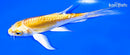 5.25" DOITSU YAMABUKI OGON BUTTERFLY