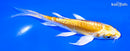 5.25" DOITSU YAMABUKI OGON BUTTERFLY