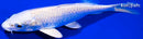 6" PLATINUM OGON
