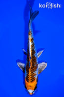 7.5" KUJAKU