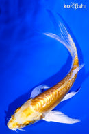 5.25" DOITSU YAMABUKI OGON BUTTERFLY