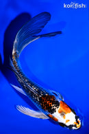 5.75" GINRIN KUJAKU BUTTERFLY
