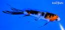 4.5" SANKE BUTTERFLY