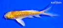 5" GINRIN HARIWAKE BUTTERFLY