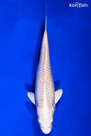 6" PLATINUM OGON