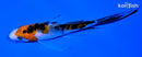 4.5" SANKE BUTTERFLY