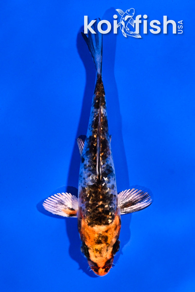 4" GINRIN YAMATO NISHIKI