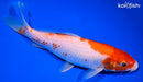 8" KOHAKU