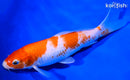 8" KOHAKU