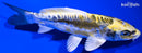 5.5" KIN KIKOKURYU