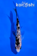 3.5" GINRIN SHIRO BEKKO