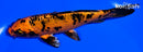 5.5" KIN ORENJI BEKKO