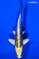 5.5" KIN KIKOKURYU