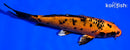 5.5" KIN ORENJI BEKKO
