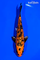 5.5" KIN ORENJI BEKKO