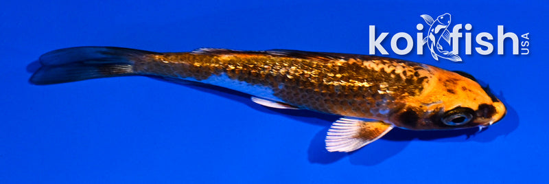 4" GINRIN BENI GINGA