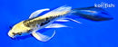 4.75" KIN KIKOKURYU BUTTERFLY