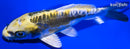 5.5" KIN KIKOKURYU