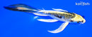 4.75" KIN KIKOKURYU BUTTERFLY