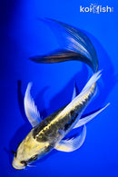 4.75" KIN KIKOKURYU BUTTERFLY