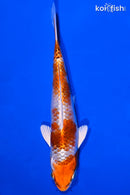 5.75" YAMATO NISHIKI