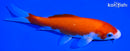 5.5" KOHAKU