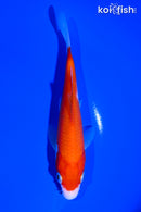 5.5" KOHAKU