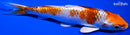 5.75" YAMATO NISHIKI