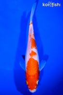 8" KOHAKU