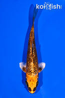 4" GINRIN BENI GINGA