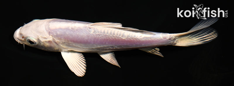 5" DOITSU PLATINUM OGON